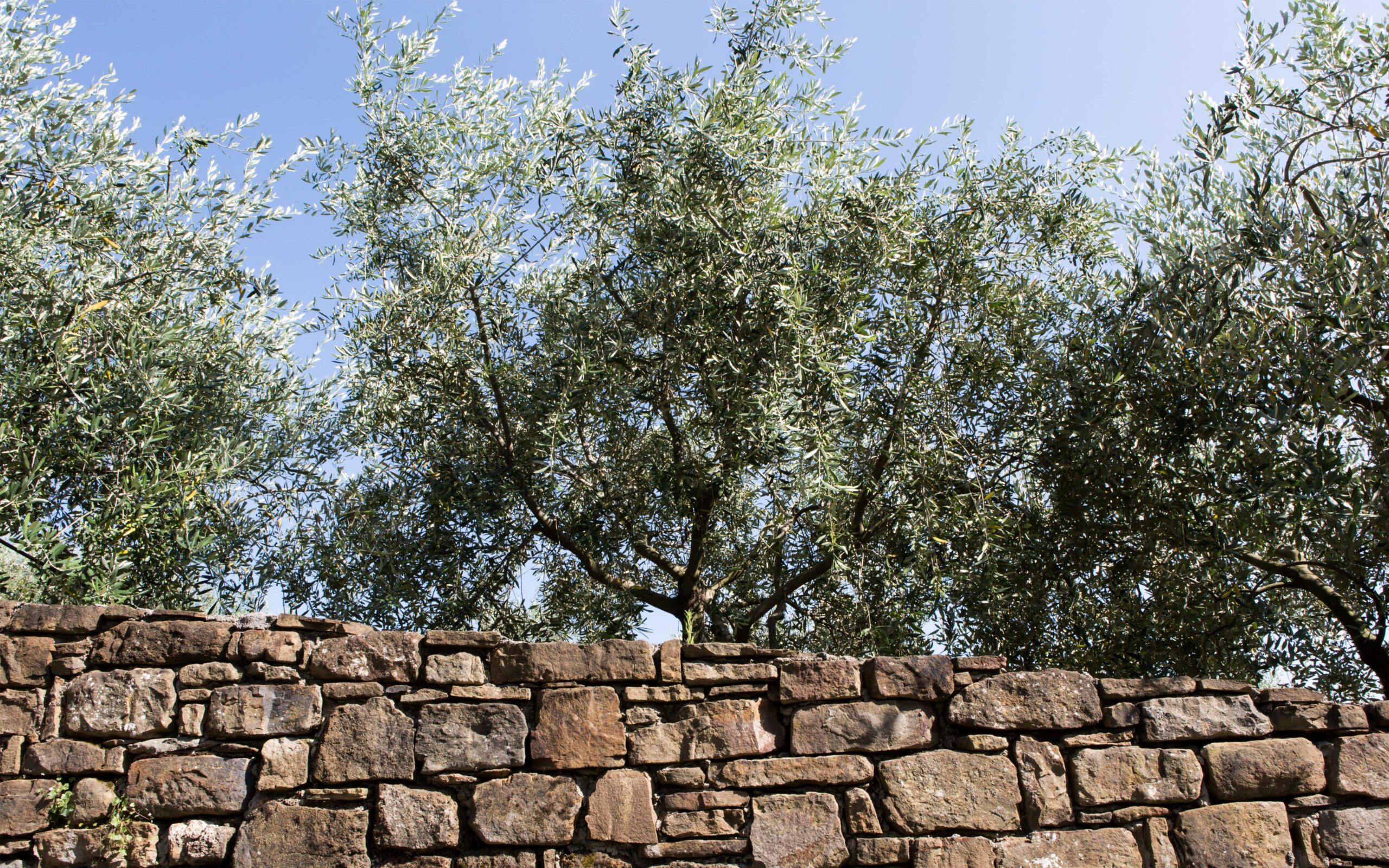 olio-slideshow-02